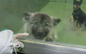 犬に名前をつける日